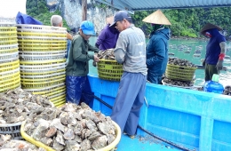 Nhật Bản muốn hợp tác nuôi hàu ăn sống ở Việt Nam