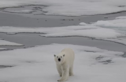 Bắc Cực không băng sắp trở thành sự thật?