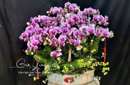 Hoa Lan Gia Linh chuyên bán Lan chơi Tết đẹp, giá rẻ