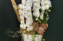 Chậu lan để bàn thờ gia tiên – Trang trọng và thanh lịch