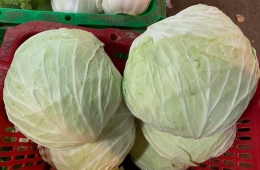 Cung cấp rau củ tươi hằng ngày cho khách sỉ và lẻ tại TPHCM