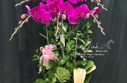 Cần đặt hoa lan 8/3 sang trọng, thiết kế theo yêu cầu