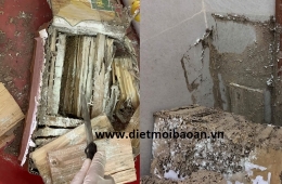 Dịch vụ diệt mối phường Tăng Nhơn Phú tận gốc hiệu quả cao
