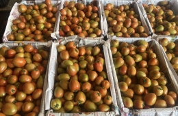 Giá cà chua chợ đầu mối TP.HCM – Tham khảo nhanh