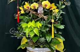 Báo giá Chậu hoa lan tết - Lan đẹp, sang trọng, phù hợp với ngân sách