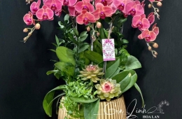 Chậu hoa Lan Hồ Điệp ngày 20/11 - Gọi ngay Hoa Lan Gia Linh! 