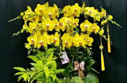 Mua lan hồ điệp khai trương cuối năm ở đâu đẹp, sang trọng và uy tín?