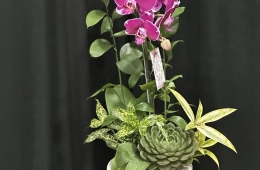 Quà biếu sếp (Hoa lan) – Món quà sang trọng thể hiện đẳng cấp lãnh đạo