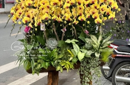 Đặt hoa lan hồ điệp làm quà tặng cao cấp cuối năm