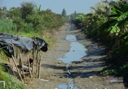 Việt Nam đối mặt thiệt hại mùa màng 3 tỷ USD/năm do nước mặn xâm nhập